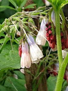 10-Web_Margaretha-Mazura_Mai-2021_TEN-BOSCH_BXL