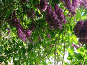 11-Web_Margaretha-Mazura_Mai-2021_TEN-BOSCH_BXL