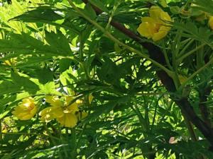 12-Web_Margaretha-Mazura_Mai-2021_TEN-BOSCH_BXL