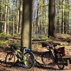 2022_04_Hyazinthenwald_Foto_Hanna-Penzer_IMG_20220418_133423_735-Web