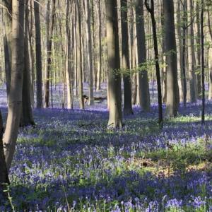 2022_04_Hyazinthenwald_Foto_Hanna-Penzer_IMG_20220418_133517_194-Web