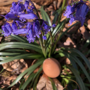 2022_04_Hyazinthenwald_Foto_Hanna-Penzer_IMG_20220418_133634_364-Web