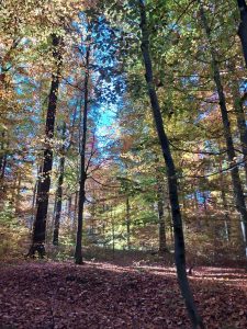 2025_11_15_Herbstfotos_Michael-Stabenow_IMG-20251107-WA0011-Web