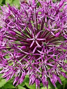 3-Web_Margaretha-Mazura_Mai-2021_TEN-BOSCH_BXL