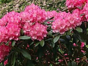 4-Web_Margaretha-Mazura_Mai-2021_TEN-BOSCH_BXL