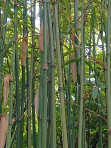 6-Web_Margaretha-Mazura_Mai-2021_TEN-BOSCH_BXL