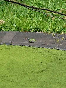 7-Web_Margaretha-Mazura_Mai-2021_TEN-BOSCH_BXL