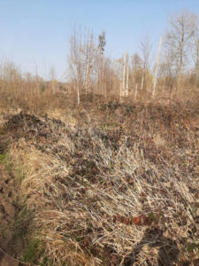 Terlanen: Wo einst ein Fichtenwäldchen stand ...