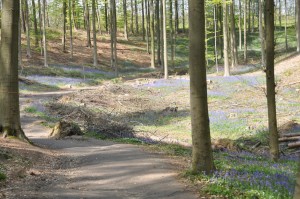 05 - 2016-05-02 - Halle - Hallerbos 100