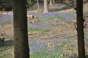 05 - 2016-05-02 - Halle - Hallerbos 101