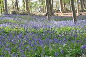 05 - 2016-05-02 - Halle - Hallerbos 105