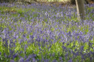 05 - 2016-05-02 - Halle - Hallerbos 106