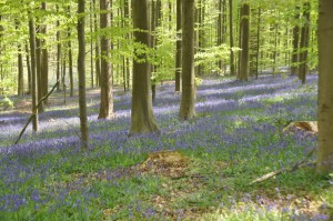05 - 2016-05-02 - Halle - Hallerbos 125