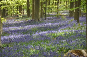 05 - 2016-05-02 - Halle - Hallerbos 126