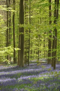 05 - 2016-05-02 - Halle - Hallerbos 131