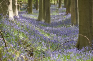 05 - 2016-05-02 - Halle - Hallerbos 165