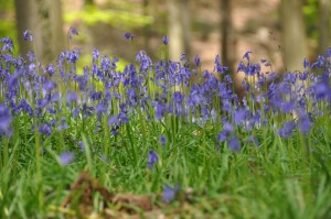 05 - 2016-05-02 - Halle - Hallerbos 169