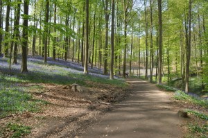 05 - 2016-05-02 - Halle - Hallerbos 181