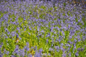 05 - 2016-05-02 - Halle - Hallerbos 193