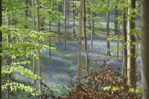 05 - 2016-05-02 - Halle - Hallerbos 221