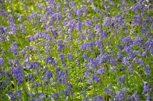 05 - 2016-05-02 - Halle - Hallerbos 59