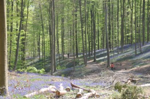 05 - 2016-05-02 - Halle - Hallerbos 66