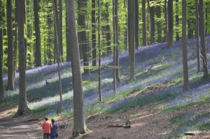 05 - 2016-05-02 - Halle - Hallerbos 68