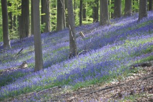 05 - 2016-05-02 - Halle - Hallerbos 90