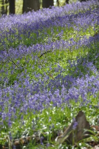 05 - 2016-05-02 - Halle - Hallerbos 96