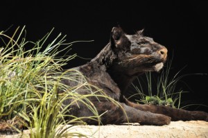 22 - 2015-11-04 - Etterbeek - Naturkundemuseum 004