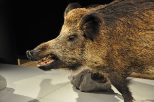 22 - 2015-11-04 - Etterbeek - Naturkundemuseum 006