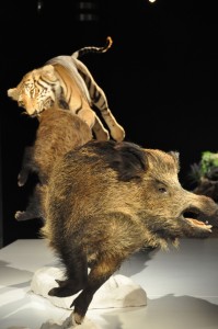 22 - 2015-11-04 - Etterbeek - Naturkundemuseum 008