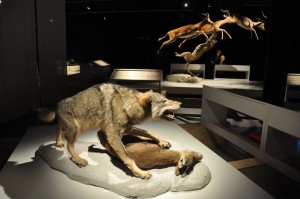 22 - 2015-11-04 - Etterbeek - Naturkundemuseum 009