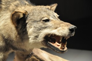 22 - 2015-11-04 - Etterbeek - Naturkundemuseum 010