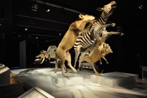 22 - 2015-11-04 - Etterbeek - Naturkundemuseum 013