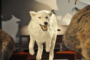 22 - 2015-11-04 - Etterbeek - Naturkundemuseum 017