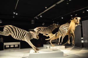 22 - 2015-11-04 - Etterbeek - Naturkundemuseum 021