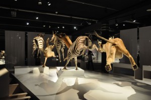 22 - 2015-11-04 - Etterbeek - Naturkundemuseum 031