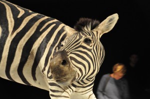 22 - 2015-11-04 - Etterbeek - Naturkundemuseum 035