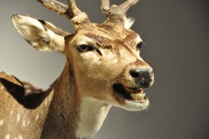 22 - 2015-11-04 - Etterbeek - Naturkundemuseum 046