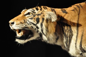 22 - 2015-11-04 - Etterbeek - Naturkundemuseum 050