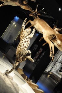 22 - 2015-11-04 - Etterbeek - Naturkundemuseum 052