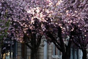 33785424912 77d4533c9b c