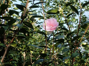 3 4 KameliePinkEinzeln