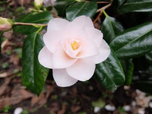 3 5KamelieWeissWachs