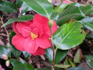 3 6 KamelieRedBeuaty