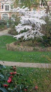 5 weiss blühender Baum