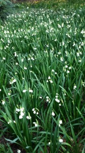 6 1 Weisse Gleockchen