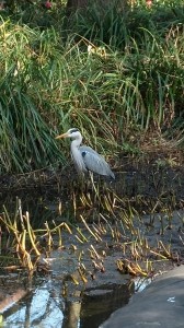 8 SelterenGastamTeich Reiher