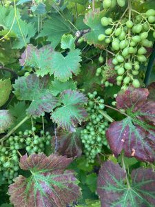 IMG-20260715-WA0003